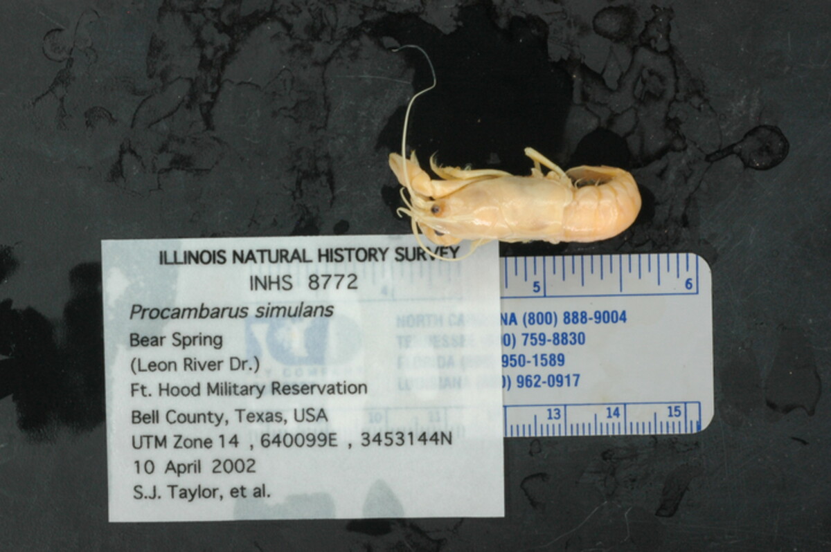 Procambarus simulans image